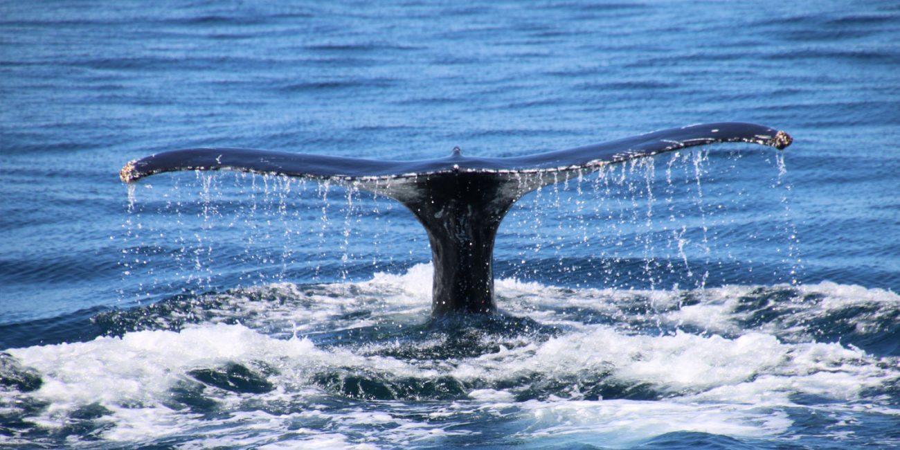 Whale Watching in Noosa