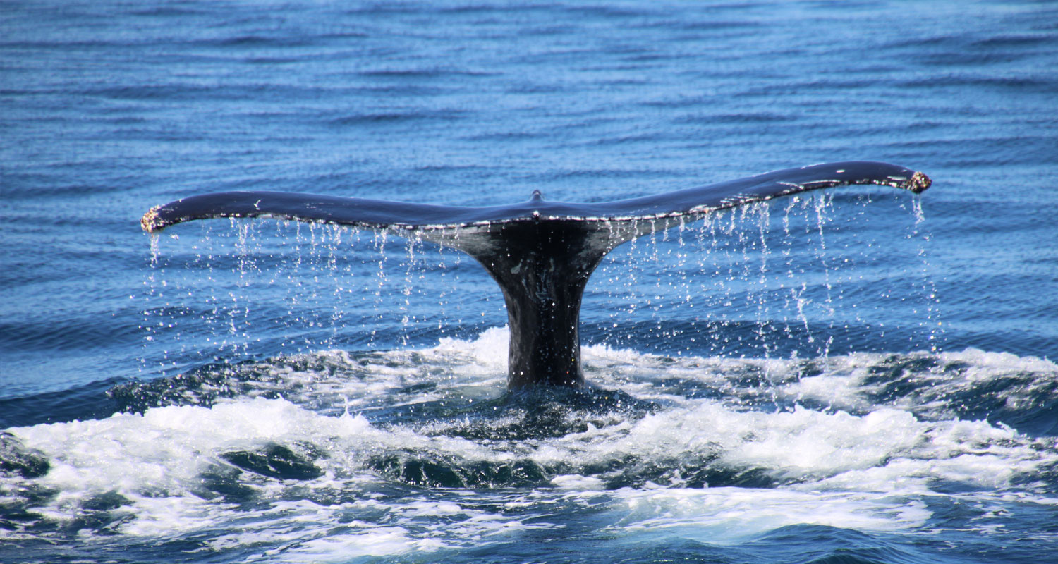 Whale Watching in Noosa