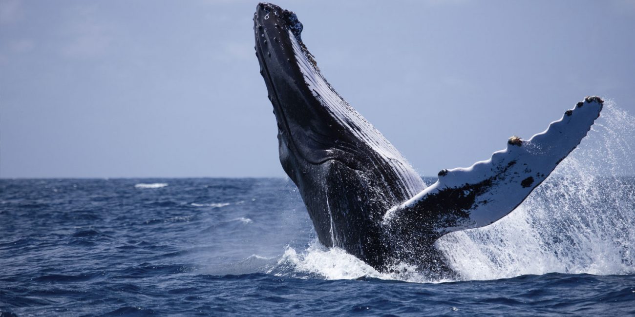 Swim with the Whales in Noosa