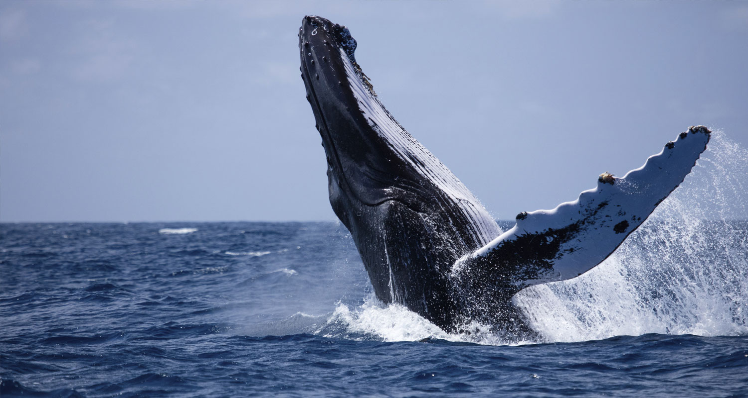 Swim with the Whales in Noosa