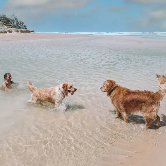 Dog Beaches in Noosa