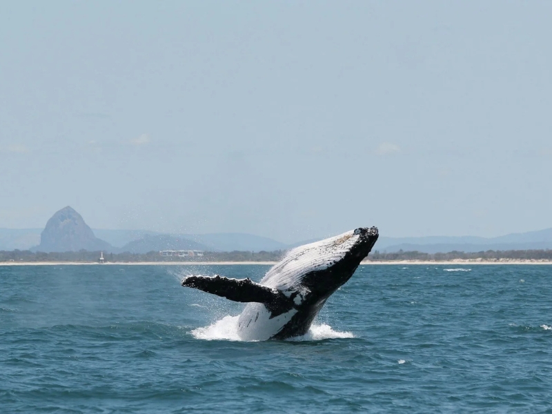 whales in noosa